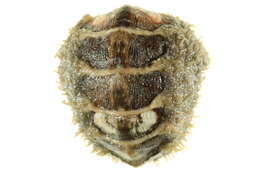 Image of hairy chiton