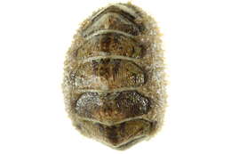 Image of hairy chiton