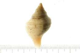 Image of Neptunea phoenicea (Dall 1907)