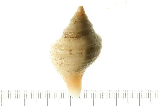 Neptunea phoenicea (Dall 1907)的圖片