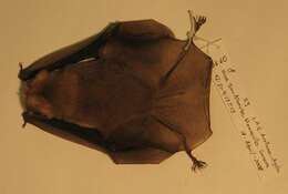 Image of ghost-faced bats