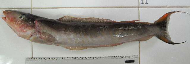 Image of Tilefish