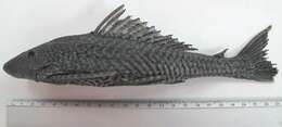 Image of Pterygoplichthys