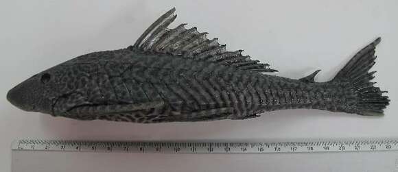 Image of Pterygoplichthys