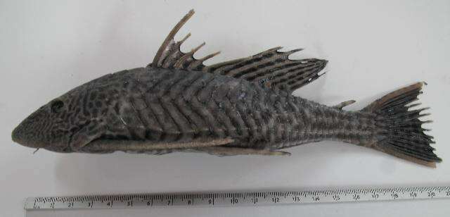 Image of Pterygoplichthys