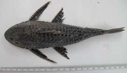 Image of Pterygoplichthys