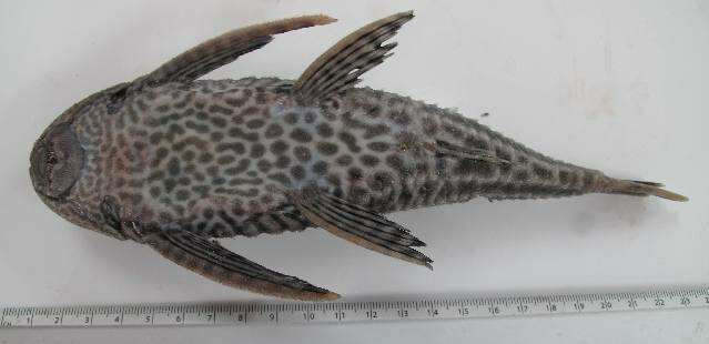 Image of Pterygoplichthys