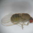 Image of Hirtodrosophila subgilva (Burla 1956)