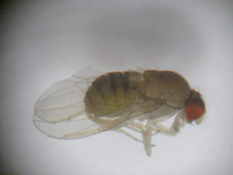 Hirtodrosophila subgilva (Burla 1956) resmi