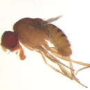 Hirtodrosophila levigata (Burla 1956) resmi