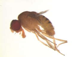 Hirtodrosophila levigata (Burla 1956) resmi