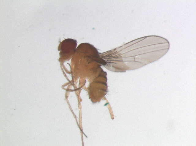 Hirtodrosophila levigata (Burla 1956) resmi