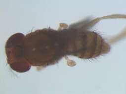 Hirtodrosophila levigata (Burla 1956) resmi