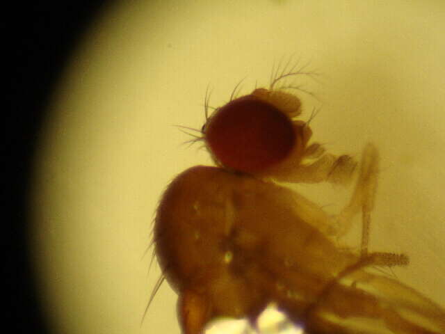 Hirtodrosophila levigata (Burla 1956) resmi