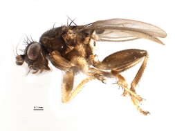 Image of lesser dung flies