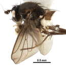 Image of Archiceroptera