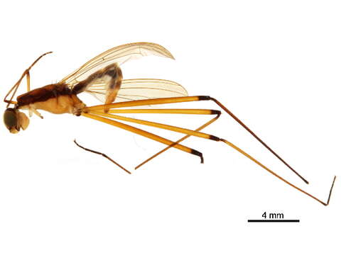 Eurybatinae resmi