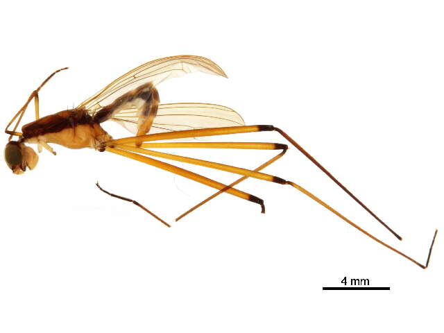 Eurybatinae resmi