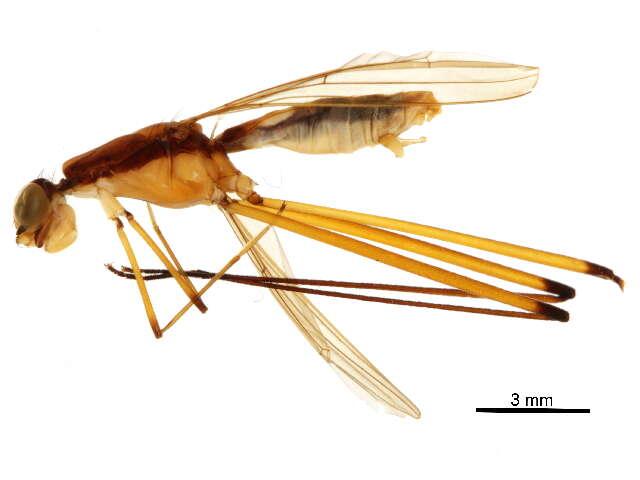 Eurybatinae resmi