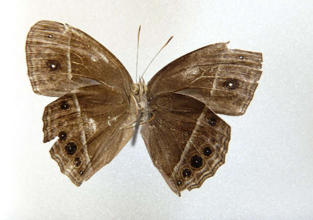 Image of Mycalesis subdita Moore (1890)