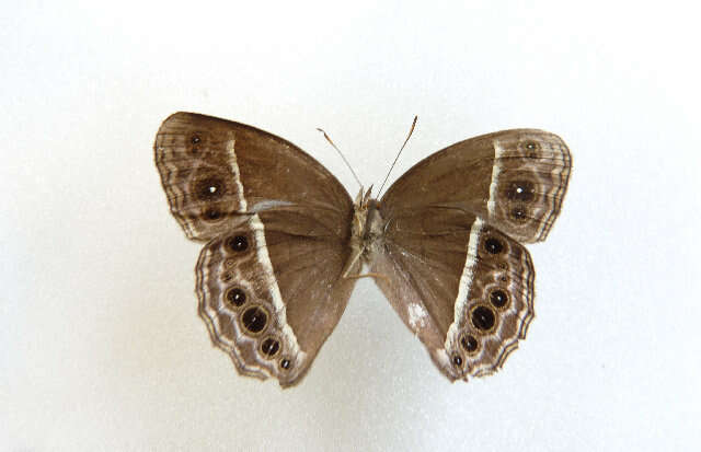 Image of Mycalesis subdita Moore (1890)