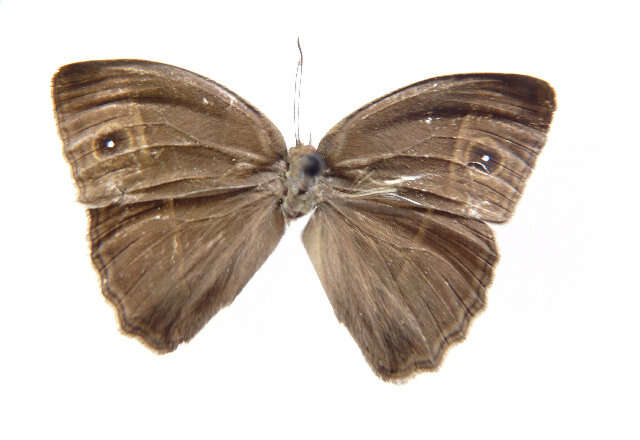 Image of Mycalesis subdita Moore (1890)