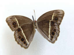 Image of Mycalesis subdita Moore (1890)