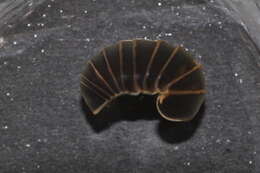 Image of Pill millipede