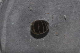 Image of Pill millipede