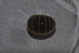 Image of Pill millipede