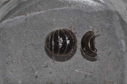 Image of Pill millipede