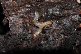 Image of Verhoeffioidea