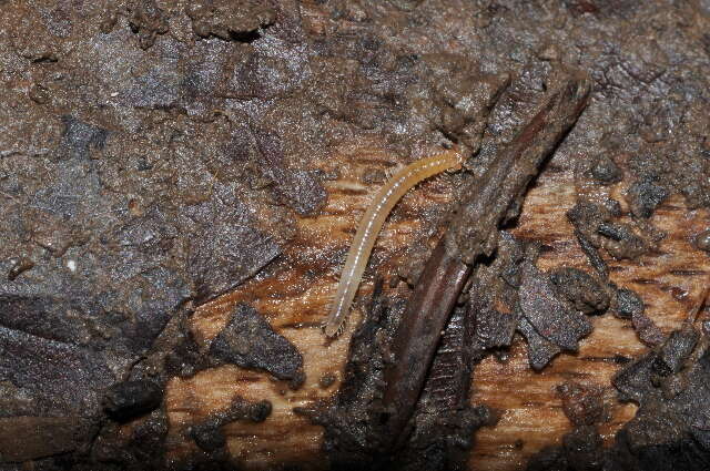 Image of Verhoeffiidae