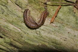 Image of Craspedosomatidae