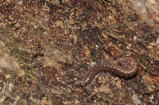Image of Craspedosomatidae
