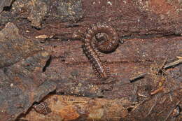 Image of Craspedosomatidae