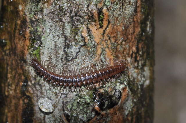 Image of Julogona tirolensis (Verhoeff 1894)