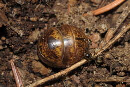 Image of Glomeris undulata Koch & C. L. 1844