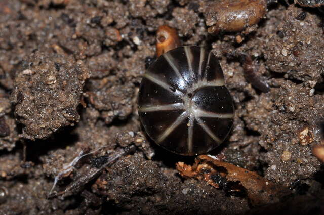 Image of Pill millipede