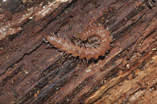 Image of Propolydesmus testaceus (C. L. Koch 1847)