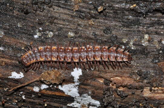 Image of Polydesmus complanatus (Linnaeus 1761)