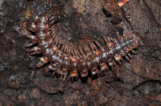 Image of Polydesmus complanatus (Linnaeus 1761)