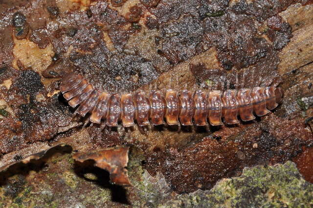 Image of Polydesmus complanatus (Linnaeus 1761)