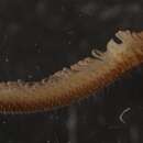 Image de Haasea flavescens (Latzel 1884)