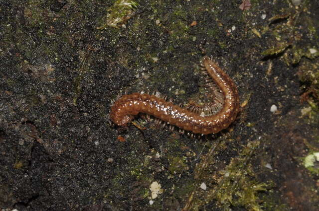 Image of Craspedosoma rawlinsii rawlinsii Leach 1814