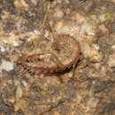 Image of Acanthotarsius edentulus (Koch & C. L. 1847)