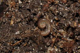 Image of Millipede