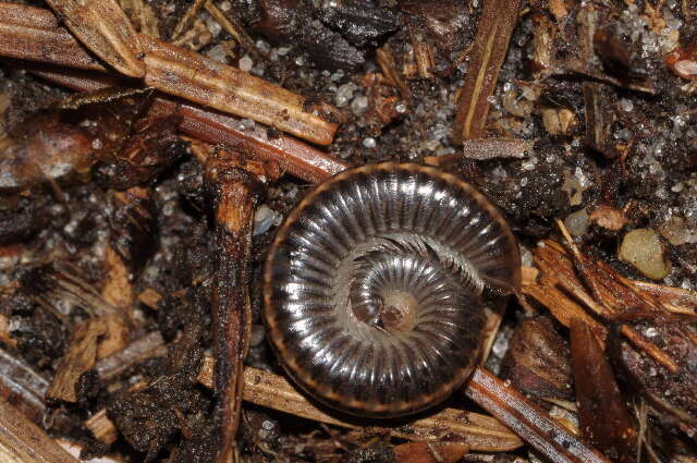 Image of Striped Millipede