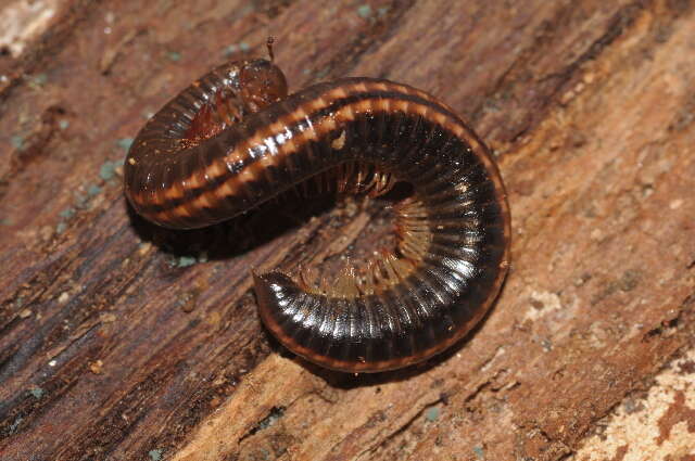 Image of Striped Millipede