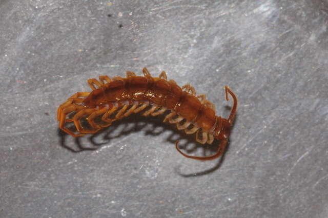 Image of Lithobius dentatus C. L. Koch 1844